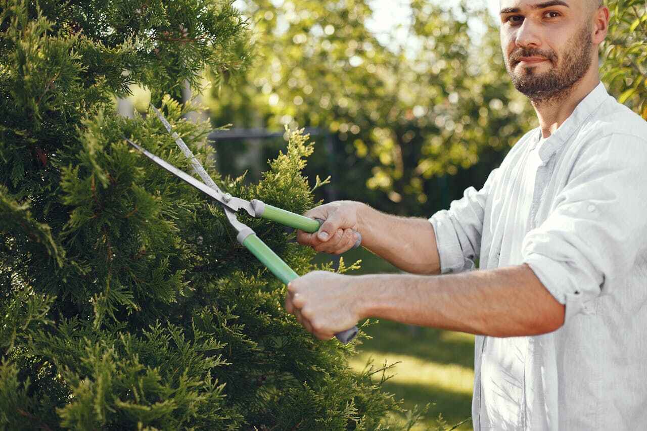 The Steps Involved in Our Tree Care Process in Lamar, CO